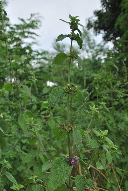 Ballota nigra